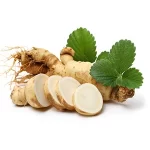 Planta Ginseng