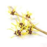 Planta Hamamelis